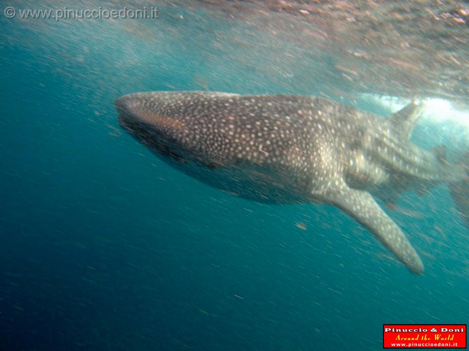 Djibouti - Whale Shark in Djibouti - 01.jpg